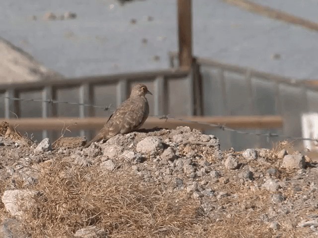 Bare-faced Ground Dove - ML201555821