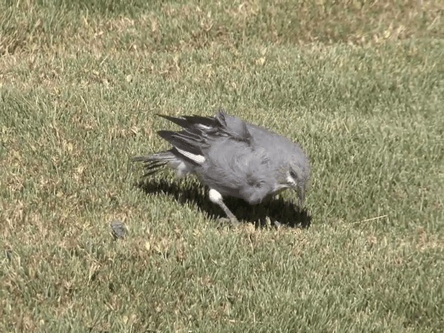 Glacier Finch - ML201555861