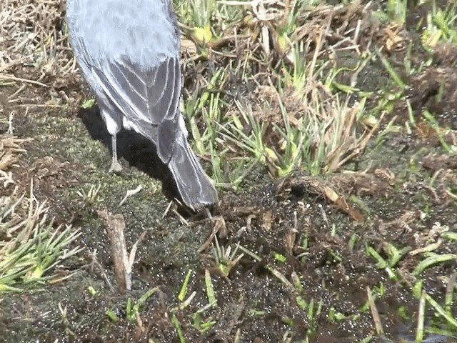 ハジロジュウカチョウ - ML201555871