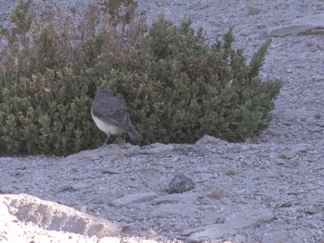 White-throated Sierra Finch - ML201555931