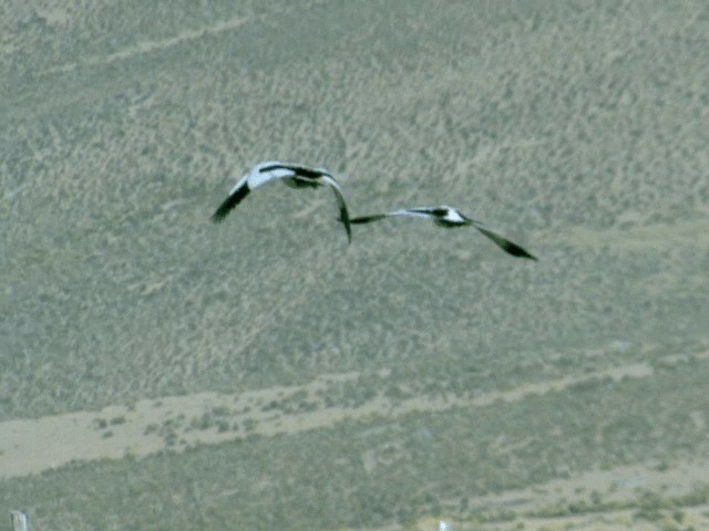 Andean Goose - ML201555971