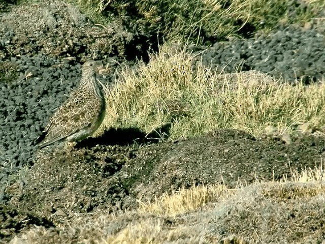 Gray-breasted Seedsnipe - ML201556001