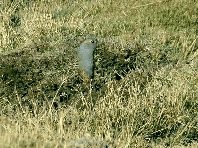 Gray-breasted Seedsnipe - ML201556021