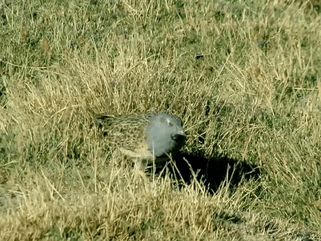 Gray-breasted Seedsnipe - ML201556031