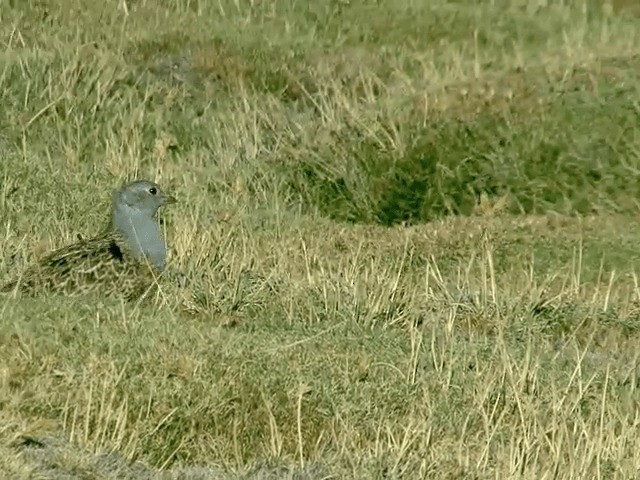 Gray-breasted Seedsnipe - ML201556041