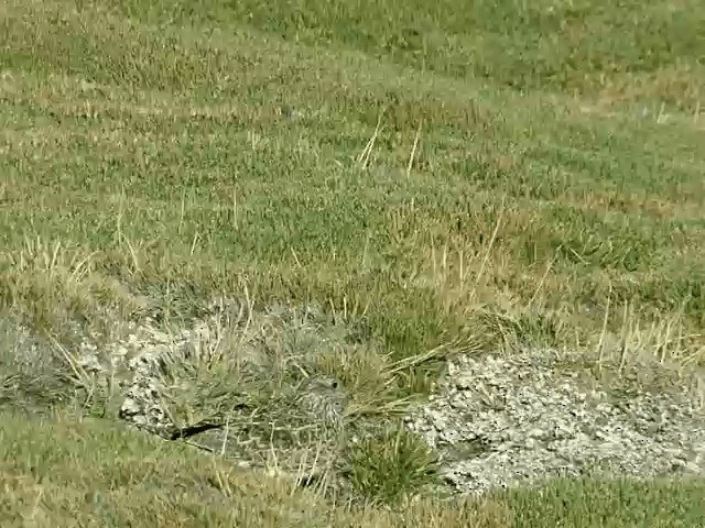 Gray-breasted Seedsnipe - ML201556051