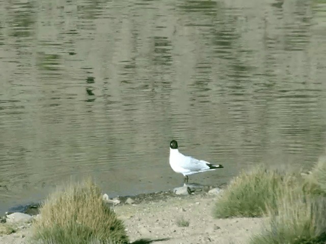 Mouette des Andes - ML201556061