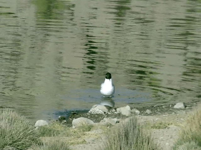 Mouette des Andes - ML201556071