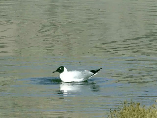 Mouette des Andes - ML201556101