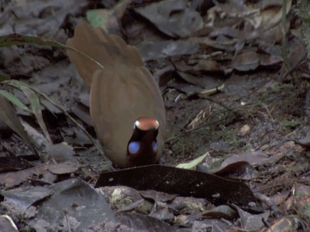 Malaysian Rail-babbler - ML201556181