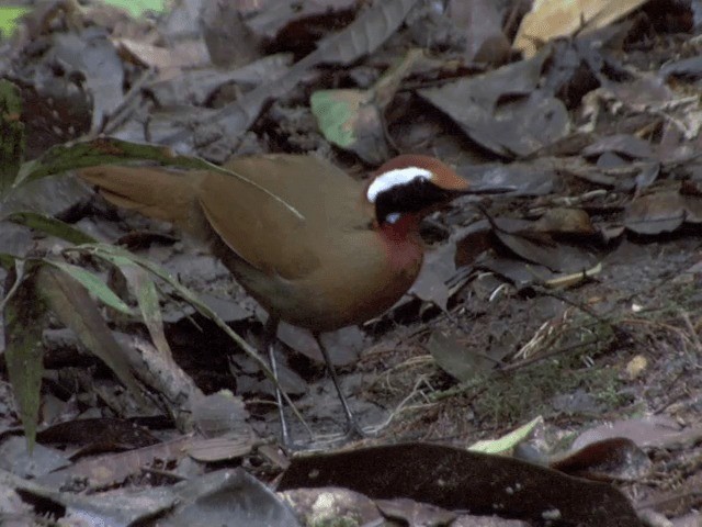 Malaysian Rail-babbler - ML201556191