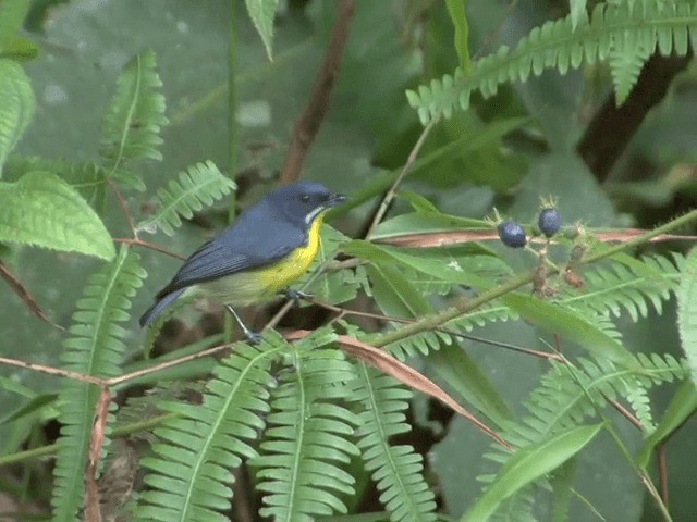 Crimson-breasted Flowerpecker - ML201556221