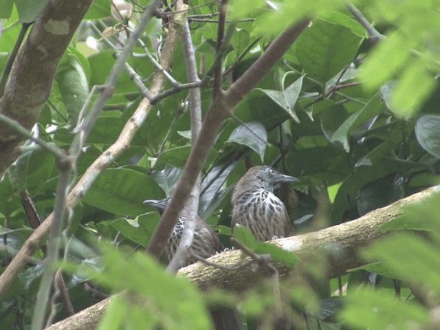 Chestnut-rumped Babbler - ML201556231