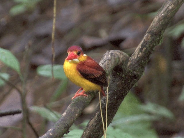 Rufous-backed Dwarf-Kingfisher - ML201556321