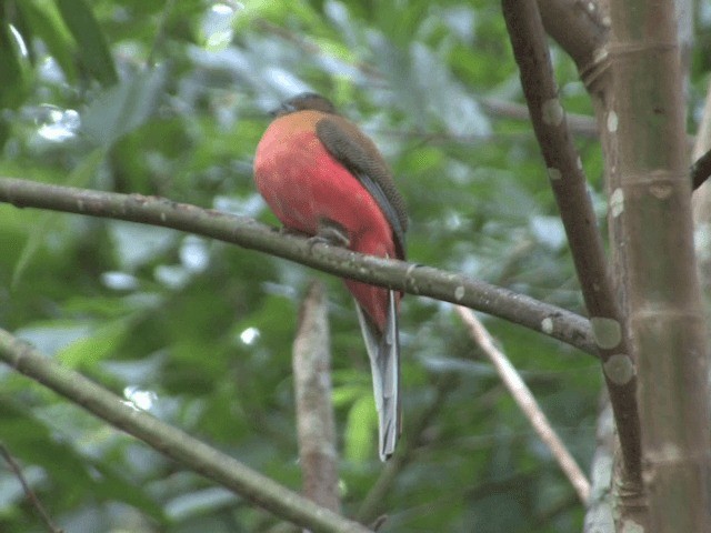 Scarlet-rumped Trogon - ML201556361