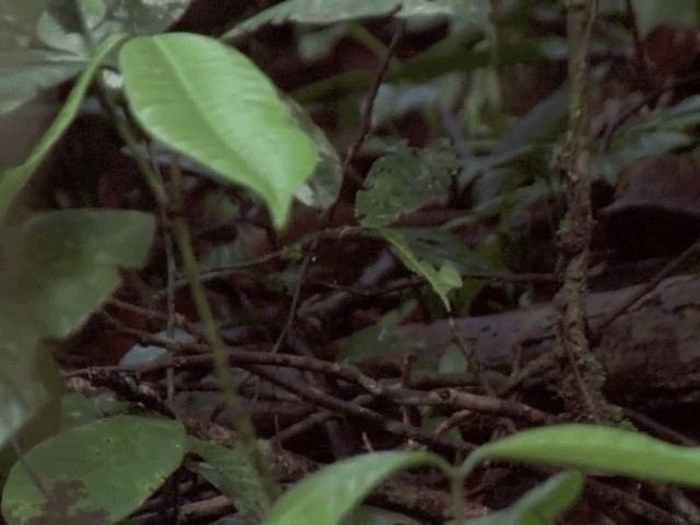 Malayan Black-capped Babbler - ML201556381