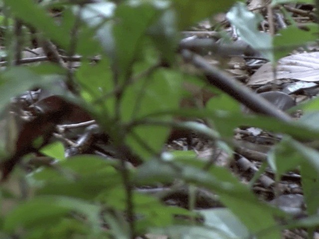 Malaysian Rail-babbler - ML201556401