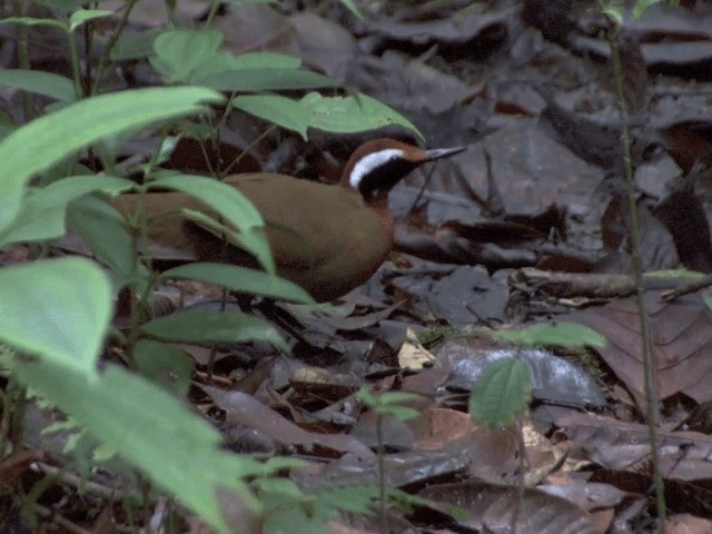 Malaysian Rail-babbler - ML201556431