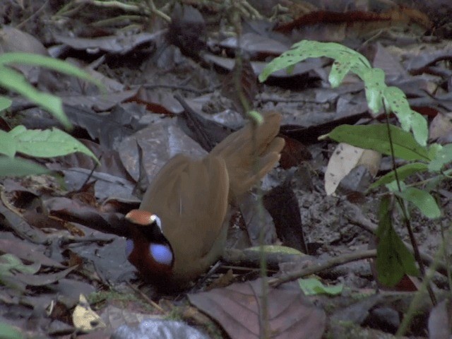 Malaysian Rail-babbler - ML201556441