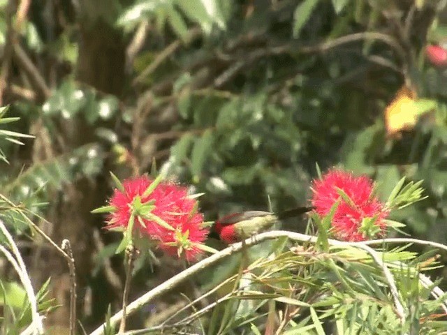 Black-throated Sunbird - ML201556481