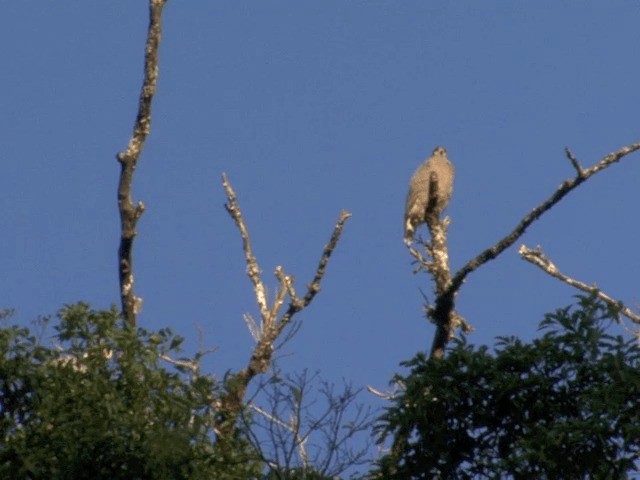 Crested Serpent-Eagle (Crested) - ML201556491