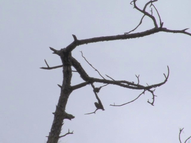 イスカ（meridionalis） - ML201556521