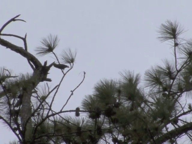 イスカ（meridionalis） - ML201556531