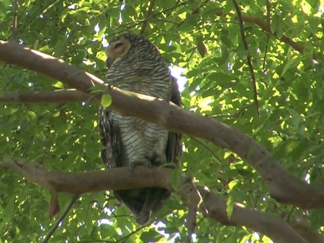 Spotted Wood-Owl - ML201556611