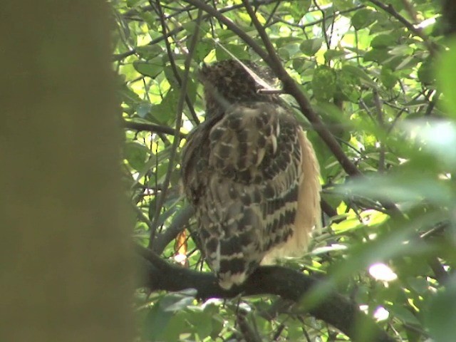 Buffy Fish-Owl - ML201556671