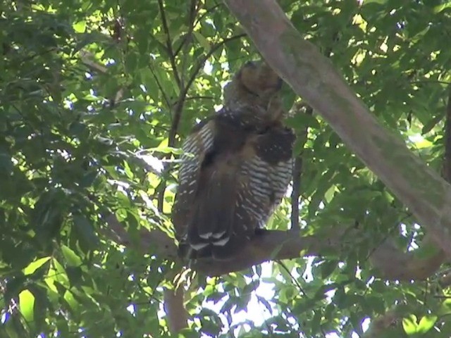 Spotted Wood-Owl - ML201556691