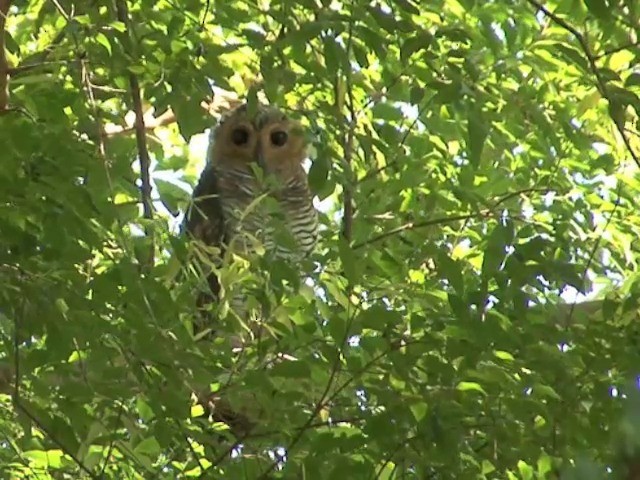 Spotted Wood-Owl - ML201556701