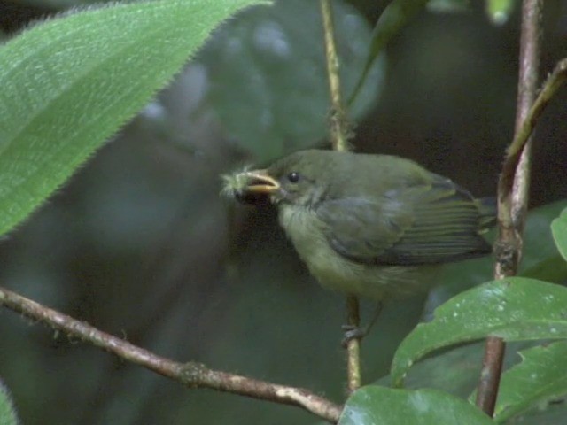 Orange-bellied Flowerpecker - ML201556721