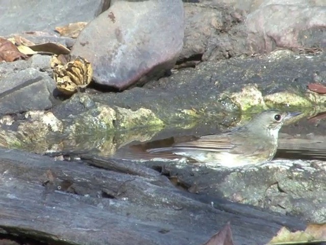 Siberian Blue Robin - ML201557061