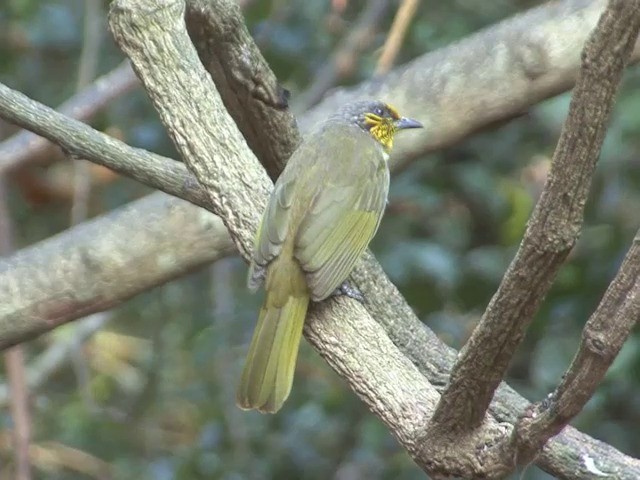 Bulbul de Finlayson - ML201557081