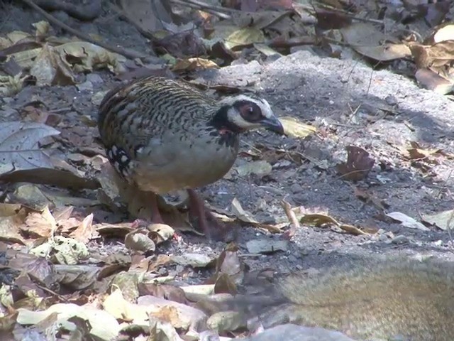 Bar-backed Partridge - ML201557111