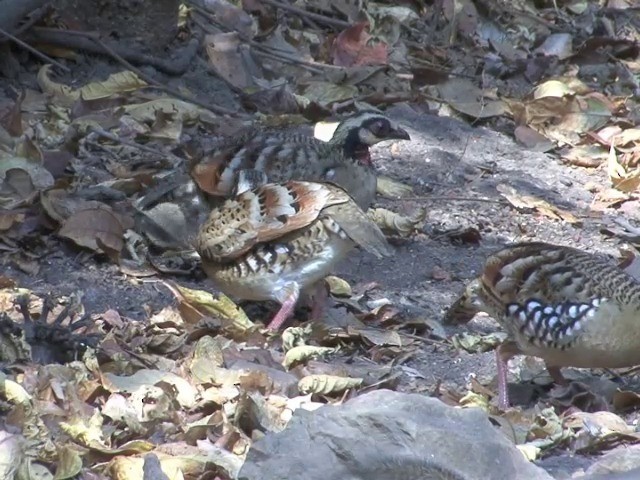 Bar-backed Partridge - ML201557121