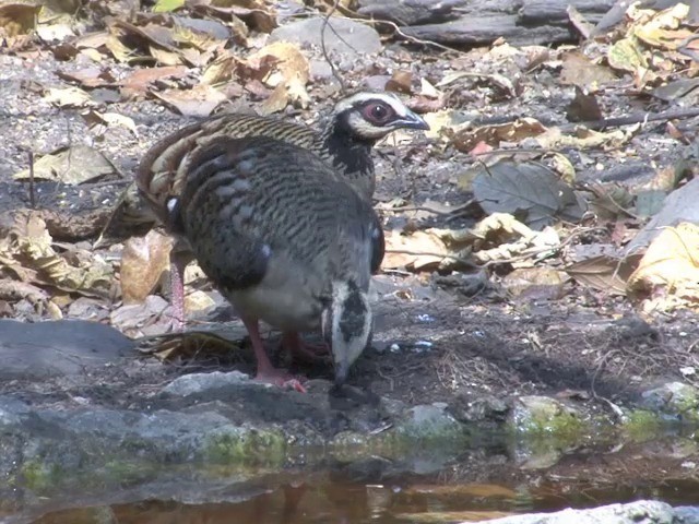 Bar-backed Partridge - ML201557131