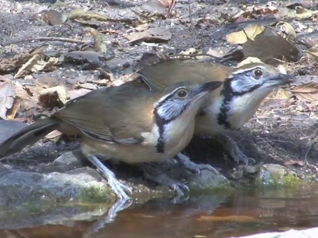 Greater Necklaced Laughingthrush - ML201557141