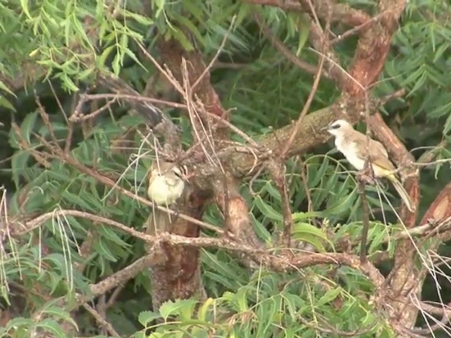 Yellow-vented Bulbul - ML201557151