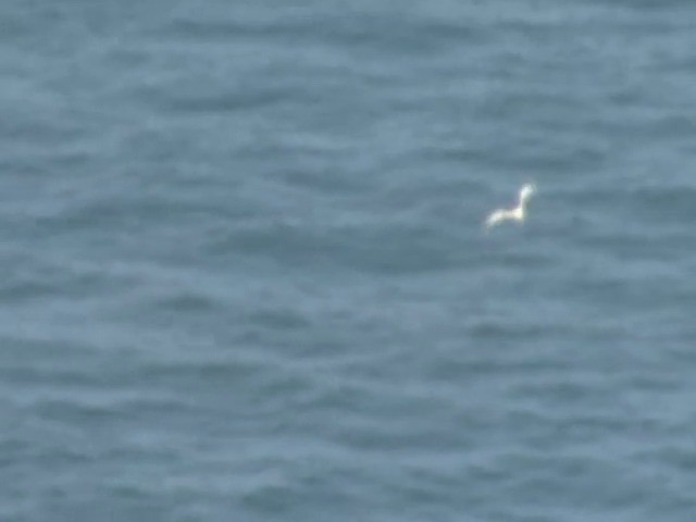 White-tailed Tropicbird (Indian Ocean) - ML201557161