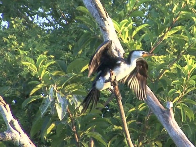 Little Pied Cormorant - ML201557191