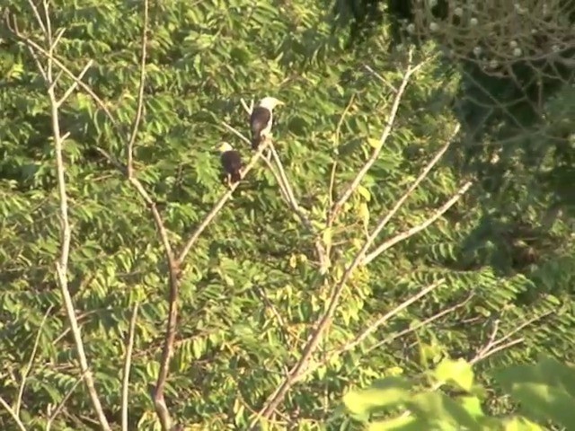 Black-winged Myna (Gray-rumped) - ML201557211