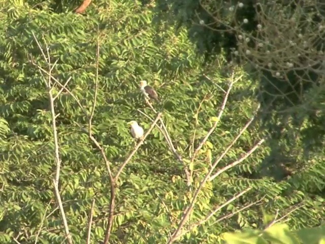 Black-winged Myna (Gray-rumped) - ML201557241