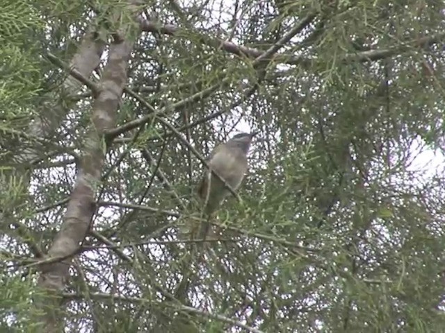 Brown Honeyeater - ML201557251