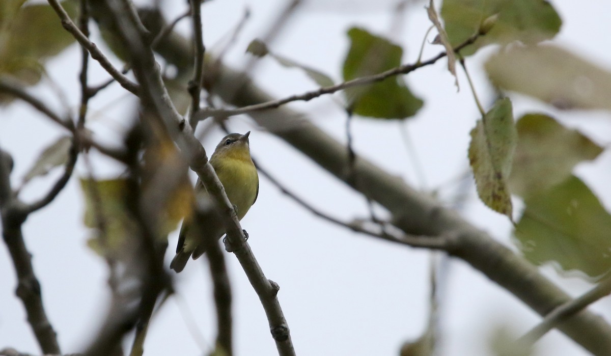 Philadelphia Vireo - Jay McGowan