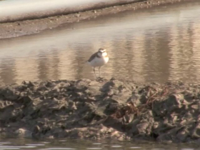 Javan Plover - ML201557321