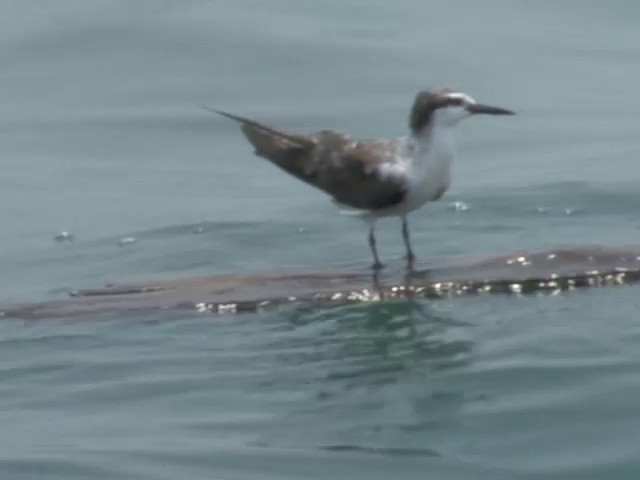 Bridled Tern - ML201557361