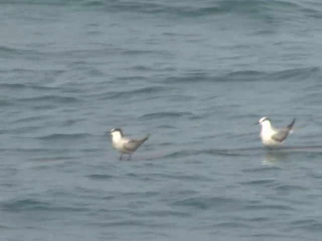 Aleutian Tern - ML201557371