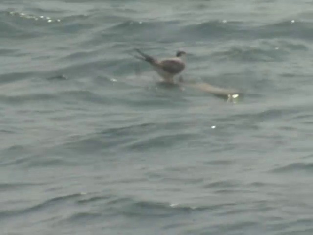 Aleutian Tern - ML201557381