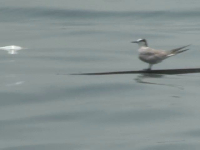 Aleutian Tern - ML201557391